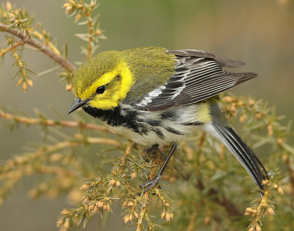 Black-throated Green Warbler Setophaga virens