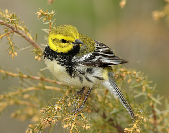 Black-throated Green Warbler Setophaga virens