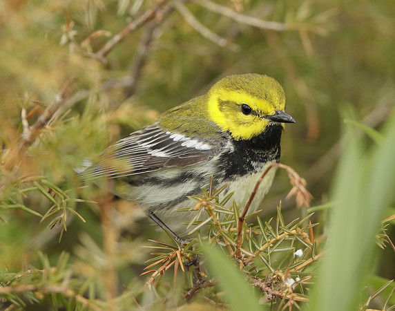 Black-throated Green Warbler Setophaga virens