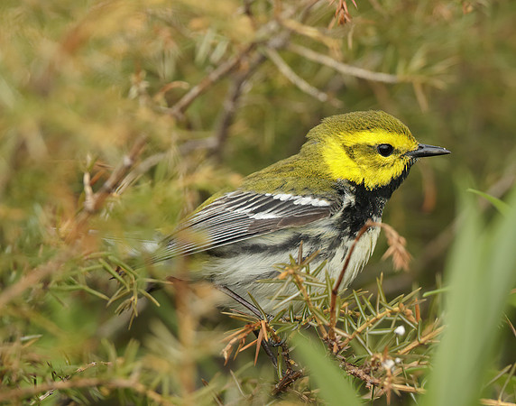 Black-throated Green Warbler Setophaga virens