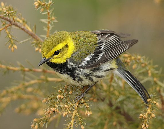 Black-throated Green Warbler Setophaga virens