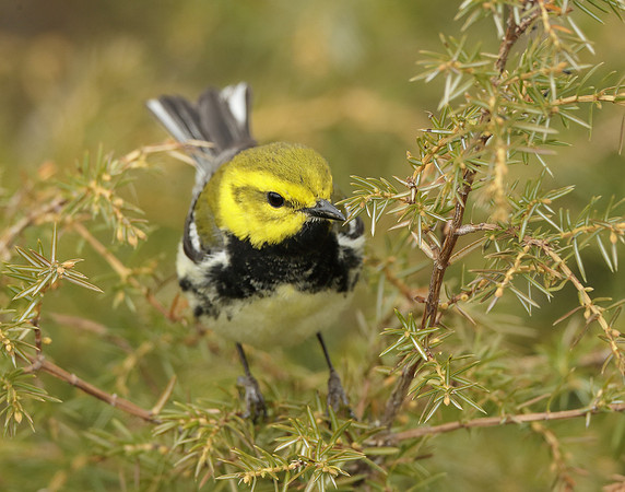 Black-throated Green Warbler Setophaga virens