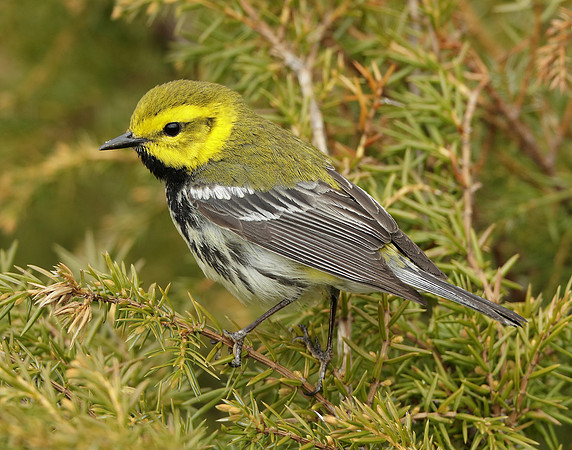 Black-throated Green Warbler Setophaga virens