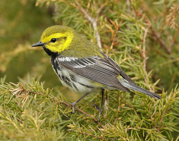 Black-throated Green Warbler Setophaga virens