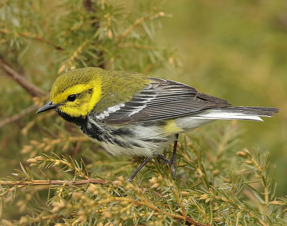 Black-throated Green Warbler Setophaga virens