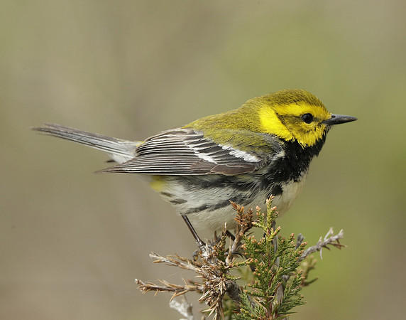 Black-throated Green Warbler Setophaga virens