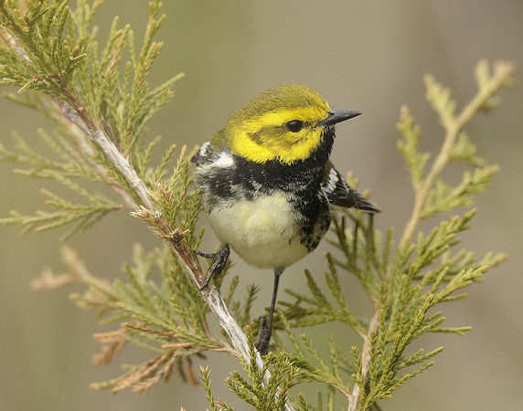Black-throated Green Warbler Setophaga virens