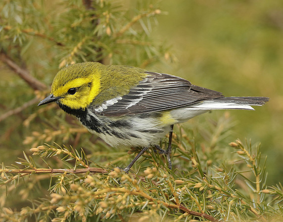 Black-throated Green Warbler Setophaga virens