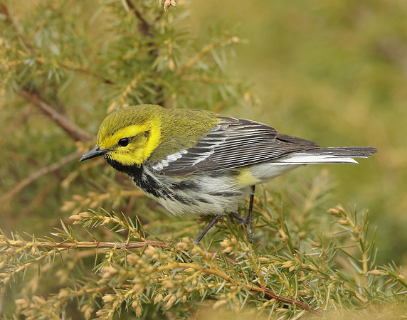 Black-throated Green Warbler Setophaga virens