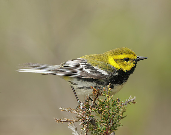 Black-throated Green Warbler Setophaga virens