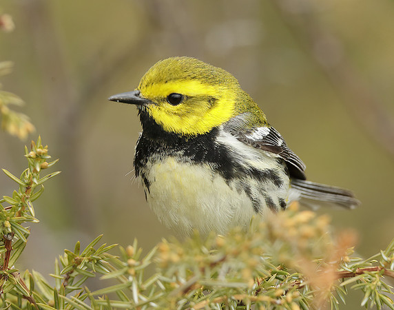 Black-throated Green Warbler Setophaga virens