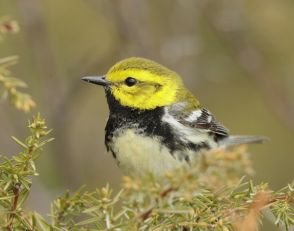 Black-throated Green Warbler Setophaga virens