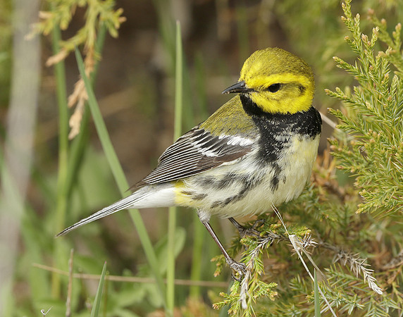 Black-throated Green Warbler Setophaga virens