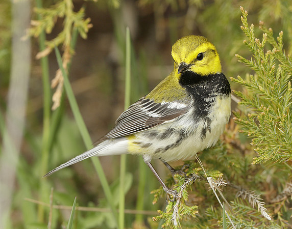 Black-throated Green Warbler Setophaga virens