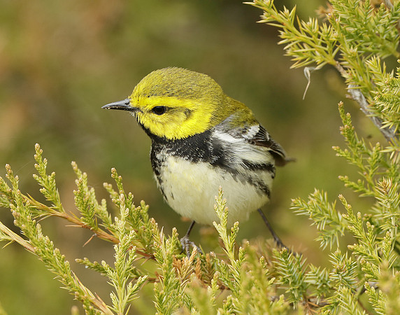 Black-throated Green Warbler Setophaga virens