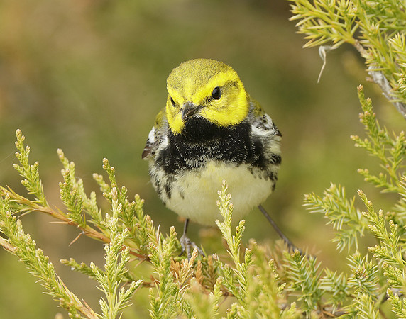 Black-throated Green Warbler Setophaga virens
