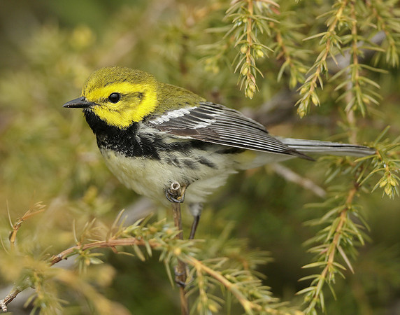 Black-throated Green Warbler Setophaga virens