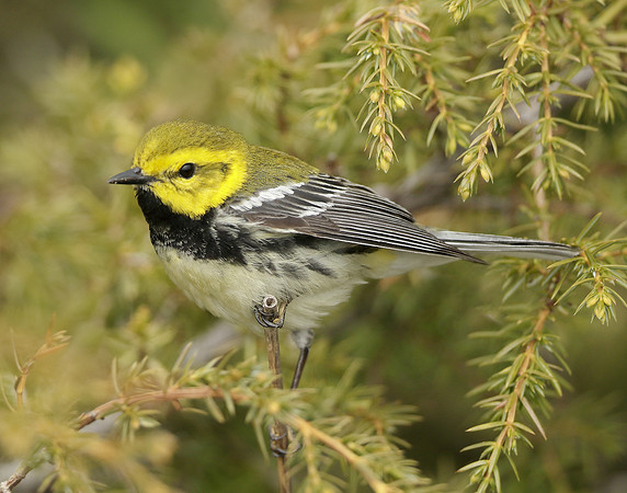 Black-throated Green Warbler Setophaga virens