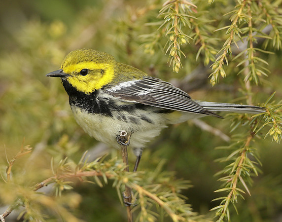 Black-throated Green Warbler Setophaga virens