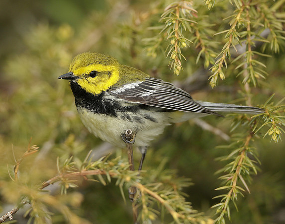 Black-throated Green Warbler Setophaga virens