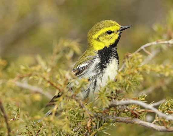 Black-throated Green Warbler Setophaga virens