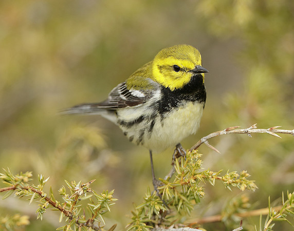 Black-throated Green Warbler Setophaga virens