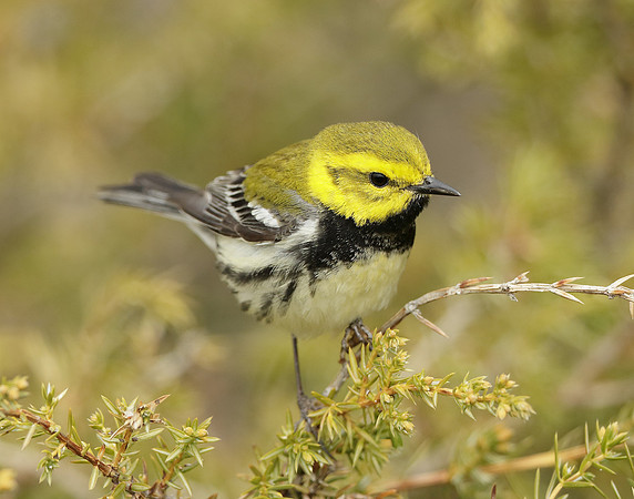 Black-throated Green Warbler Setophaga virens