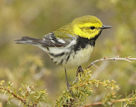 Black-throated Green Warbler Setophaga virens