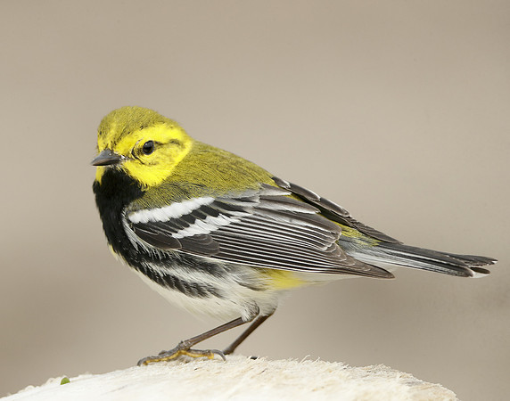 Black-throated Green Warbler Setophaga virens