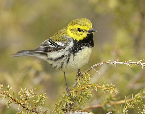 Black-throated Green Warbler Setophaga virens