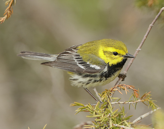 Black-throated Green Warbler Setophaga virens