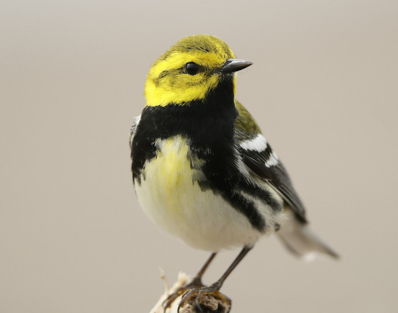 Black-throated Green Warbler Setophaga virens