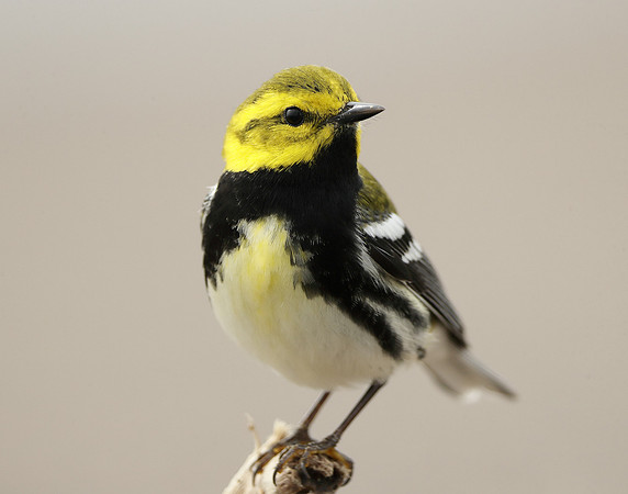 Black-throated Green Warbler Setophaga virens