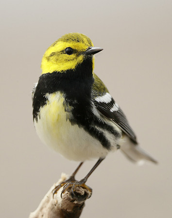 Black-throated Green Warbler Setophaga virens