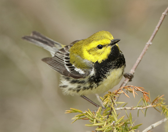 Black-throated Green Warbler Setophaga virens