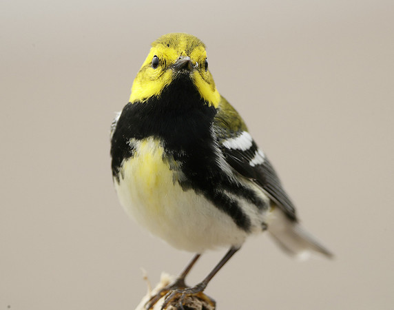 Black-throated Green Warbler Setophaga virens