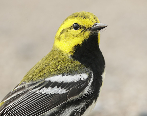 Black-throated Green Warbler Setophaga virens