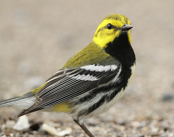 Black-throated Green Warbler Setophaga virens