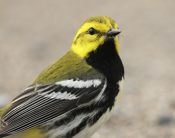 Black-throated Green Warbler Setophaga virens