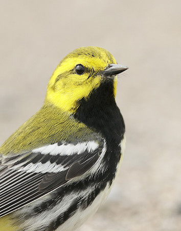 Black-throated Green Warbler Setophaga virens