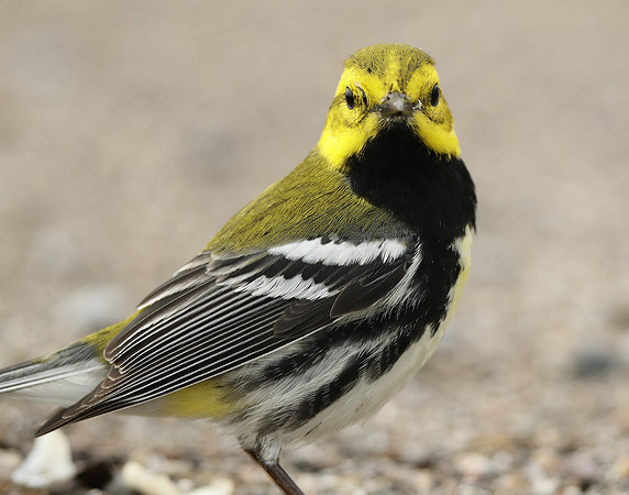 Black-throated Green Warbler Setophaga virens