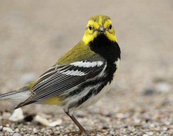 Black-throated Green Warbler Setophaga virens