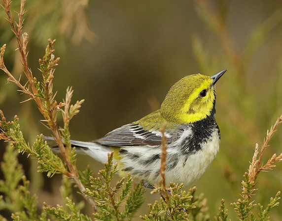 Black-throated Green Warbler Setophaga virens