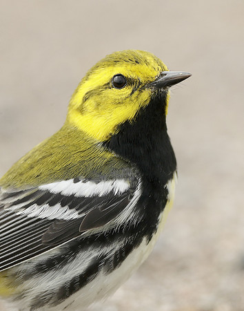 Black-throated Green Warbler Setophaga virens