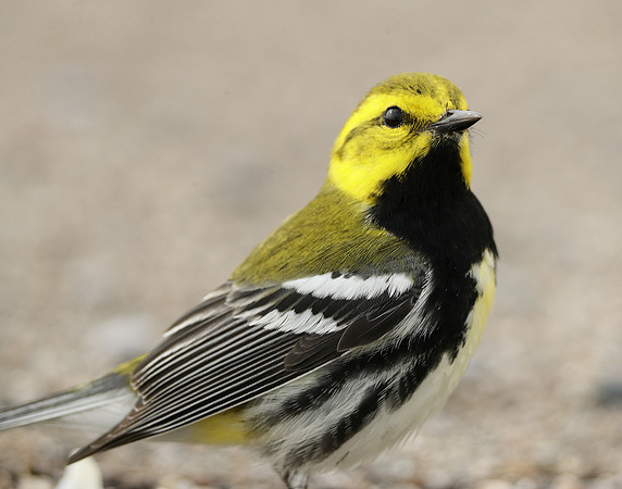 Black-throated Green Warbler Setophaga virens