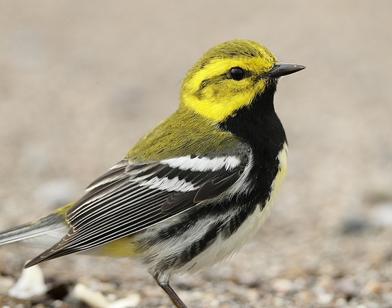 Black-throated Green Warbler Setophaga virens