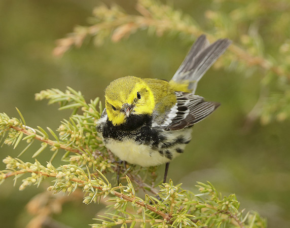 Black-throated Green Warbler Setophaga virens