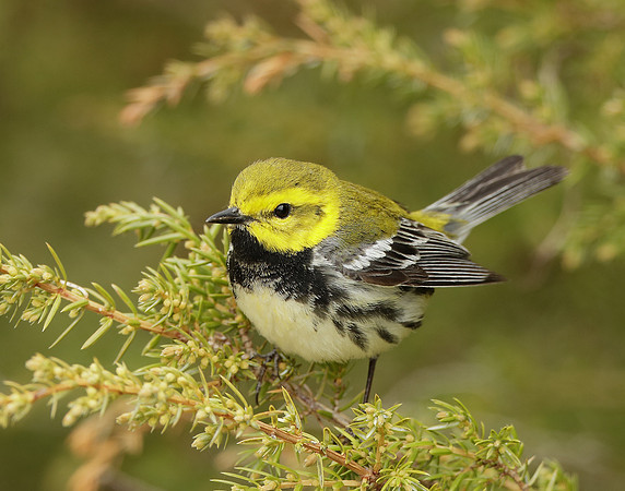 Black-throated Green Warbler Setophaga virens