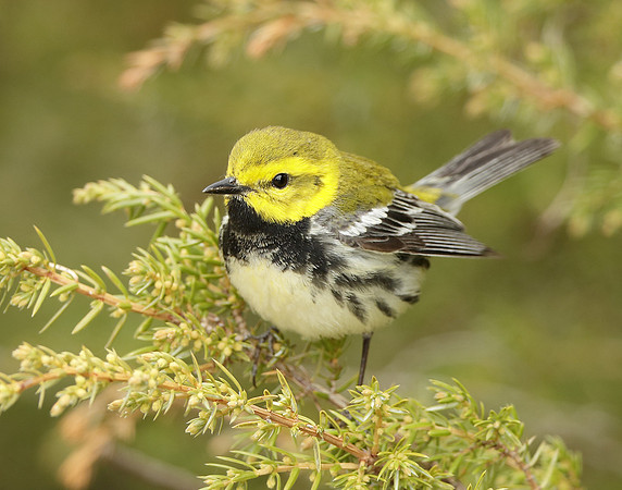 Black-throated Green Warbler Setophaga virens