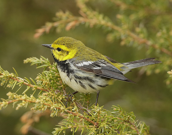 Black-throated Green Warbler Setophaga virens